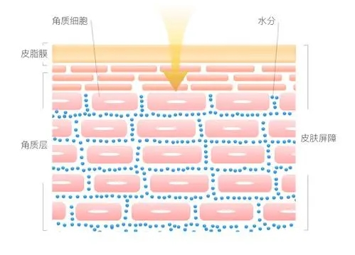皮膚屏障“守護神” 實力維穩，無懼季節性敏感